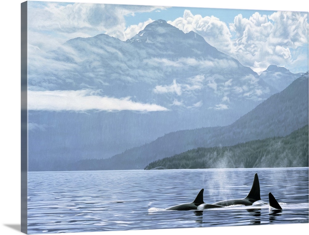 Three orcas travel through the water just off shore.