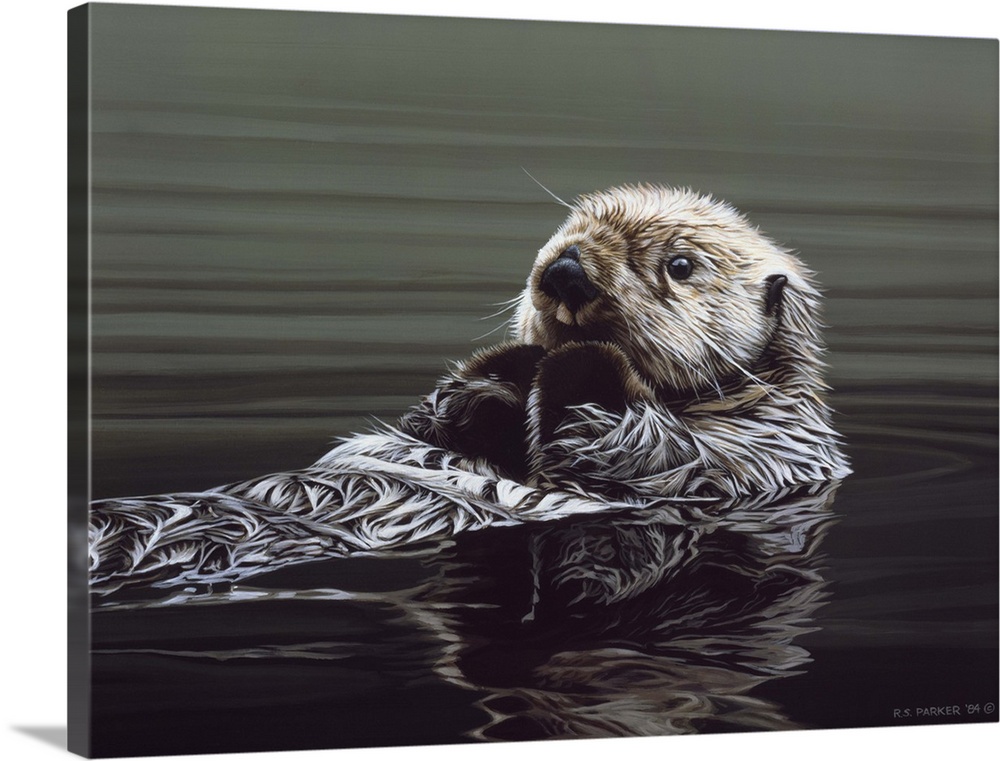 An otter rests on its back, drifting through the water.