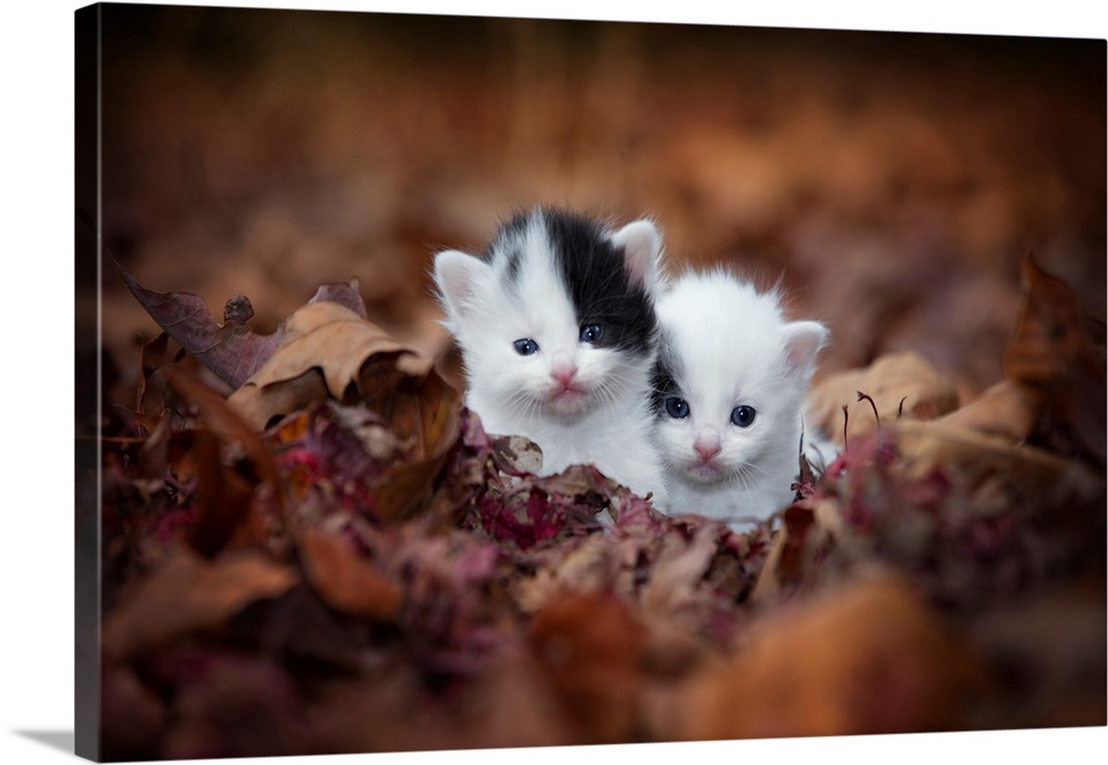 Kitten Twins