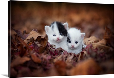 Kitten Twins