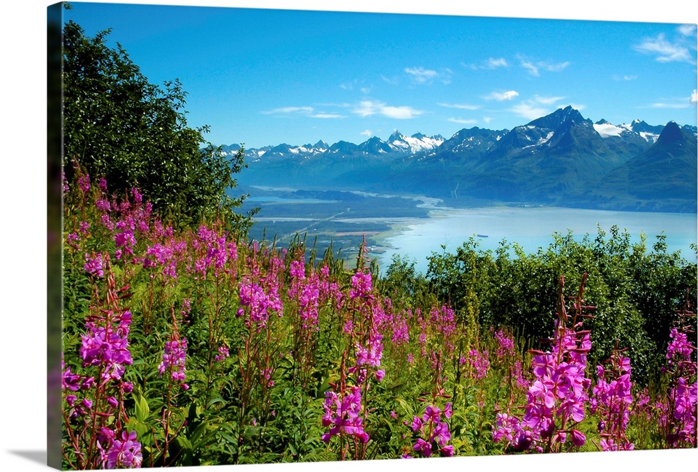 Landscape photograph from a field of pink flowers with a lake and mountains in the background.