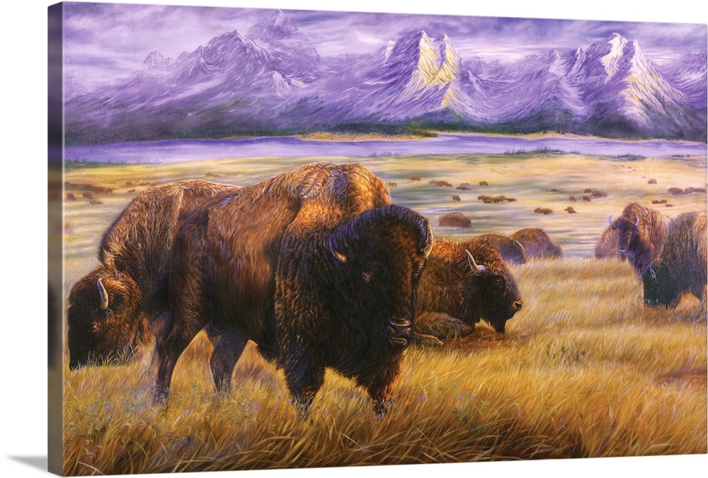 buffalo on western plain