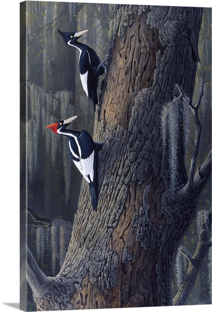 Ivory billed woodpeckers perched on a tree.