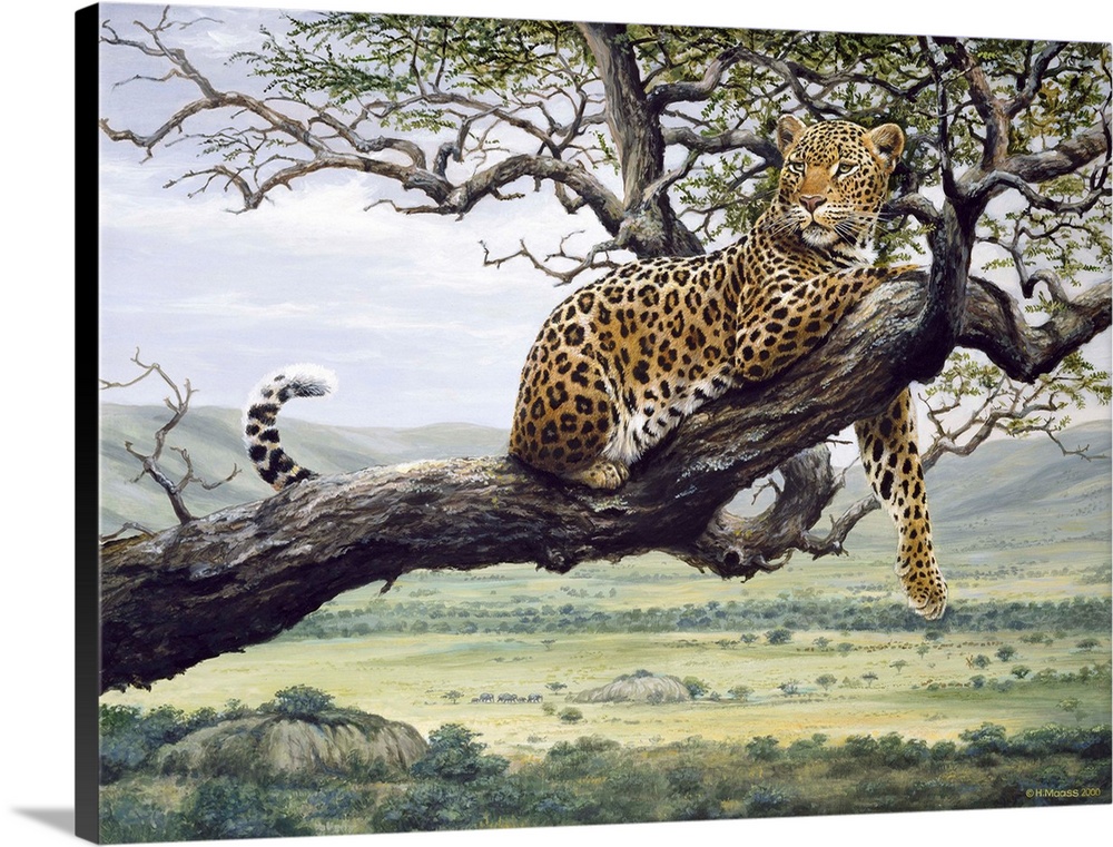 Leopard in a tree branch.