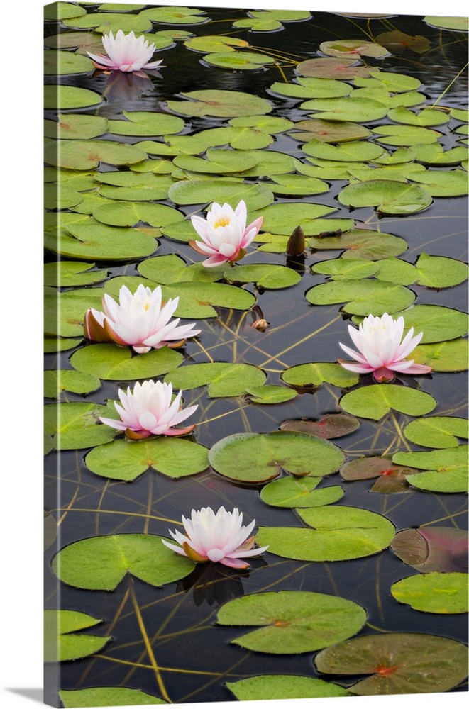 Calming photograph of lily pads and flowers on a pond.