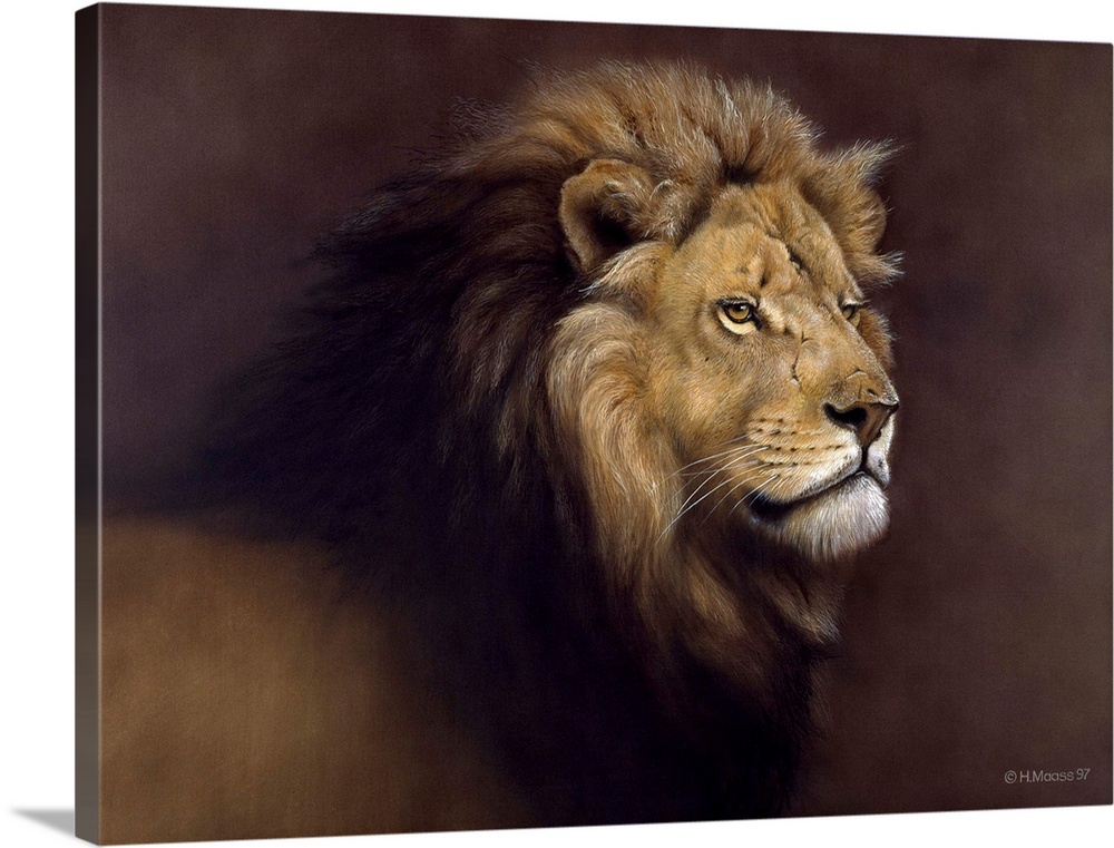 Lion Male