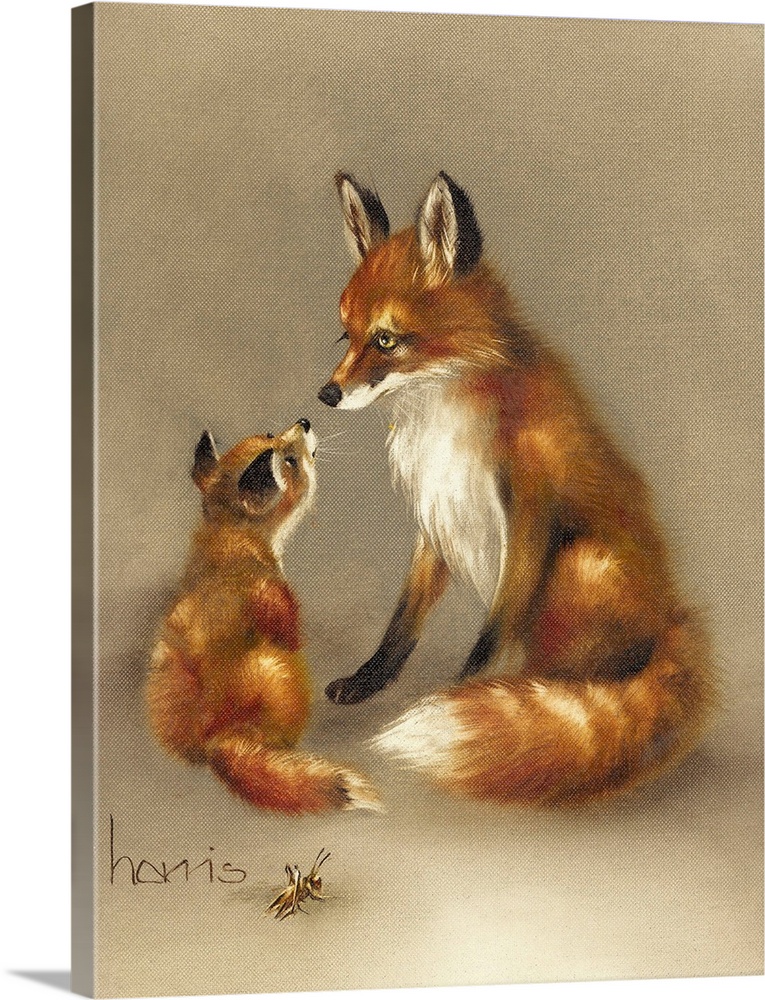 A baby fox and a mama fox.
