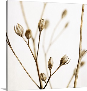 Little Sepia Flowers image thumbnail