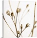image thumbnail of Little Sepia Flowers