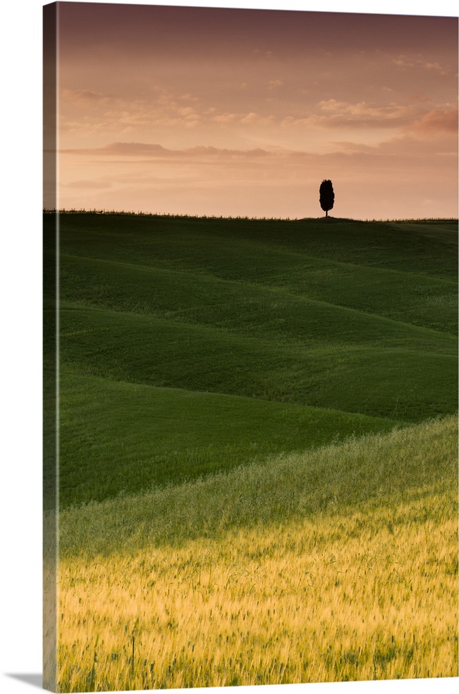 A photograph of a lone cypress tree seen in a Tuscan landscape with rolling green fields.