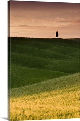 Lone Cypress - Vertical