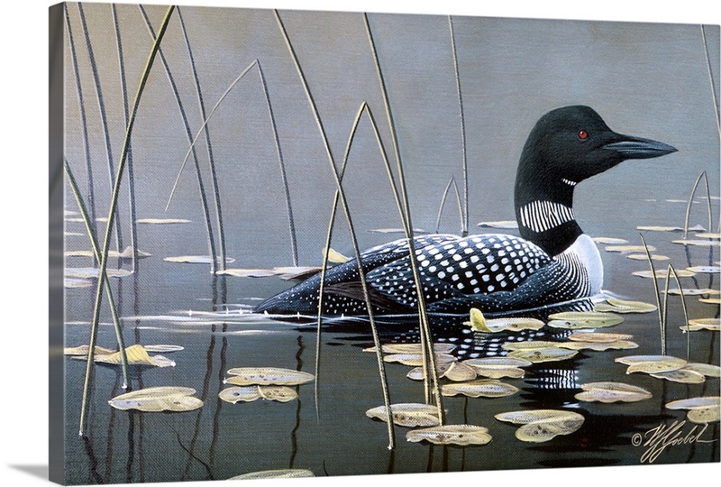 Loon In Reeds | Great Big Canvas
