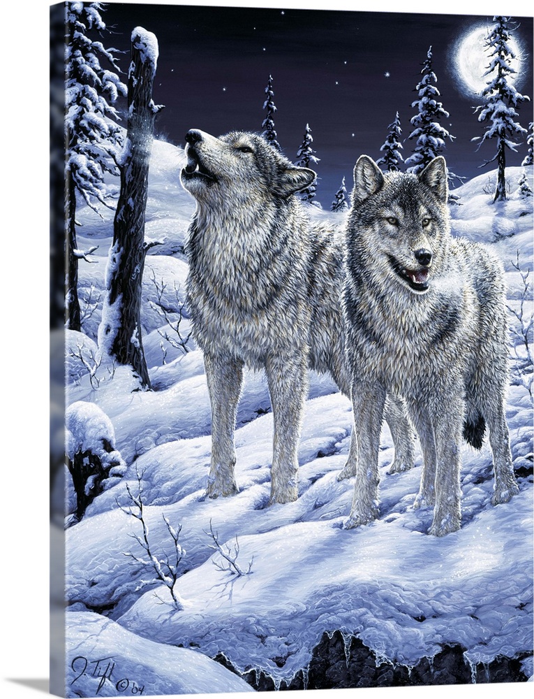 wolf, wolves, howl, moon, snowwinter