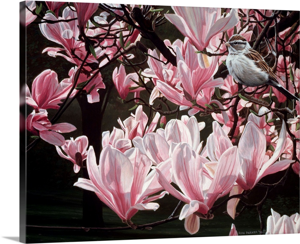 Pink magnolias with a bird.