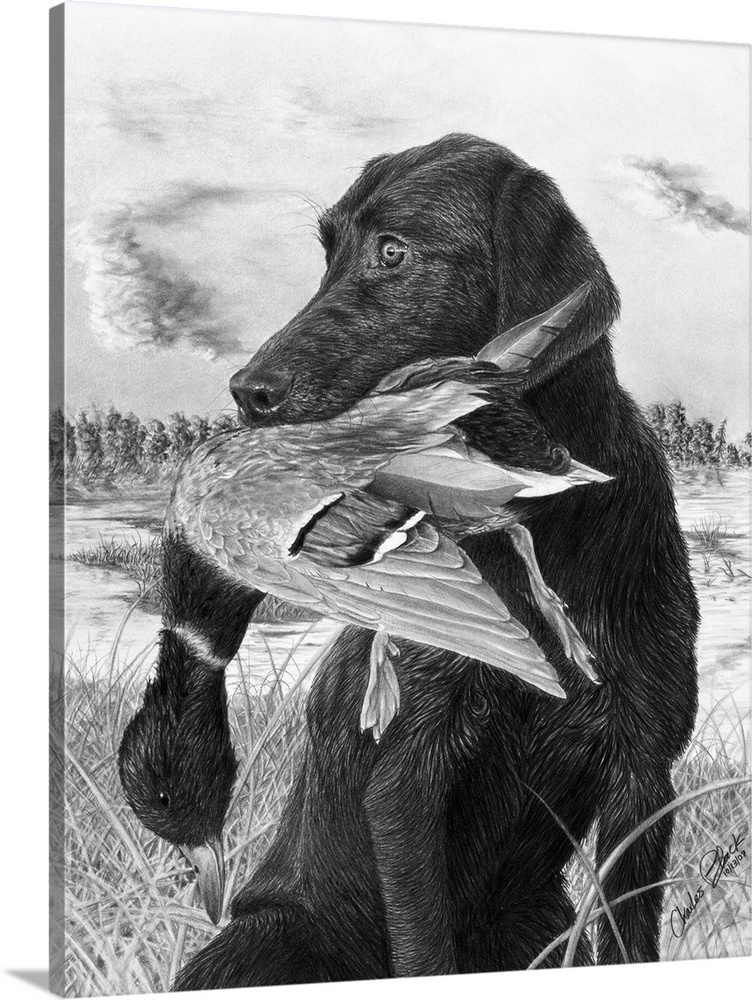 A black and white painting of a black lab holding a duck in its  mouth from the hunt.