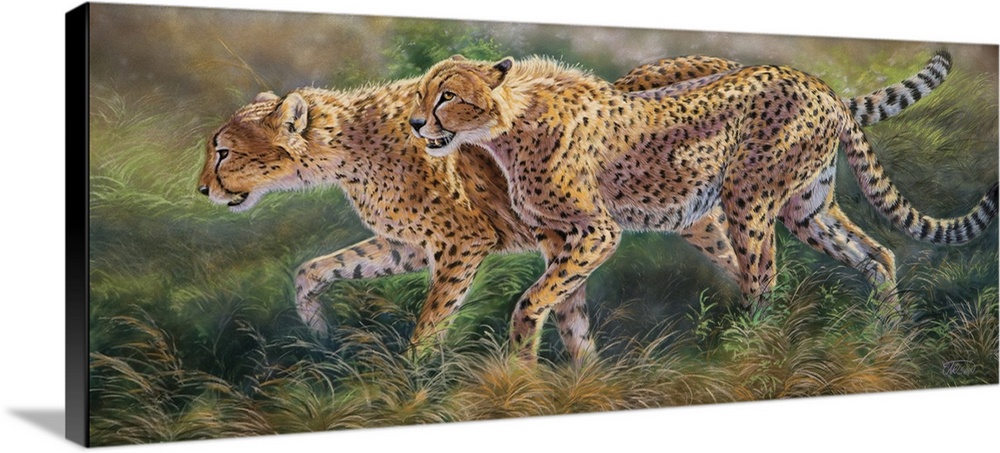 two cheetahs stalking prey
