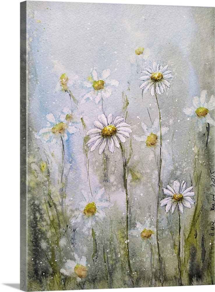 Marguerite Daisies II