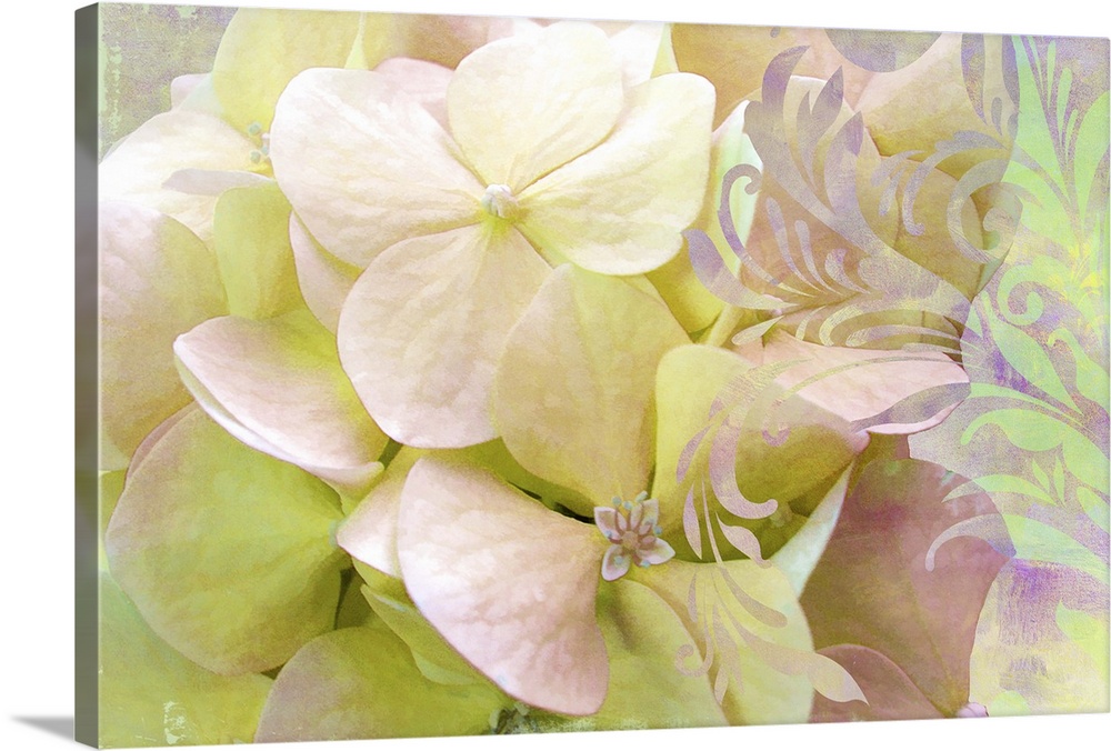 Hydrangea with color treatmentflowers