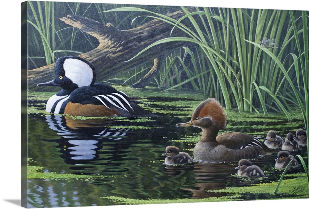 Ducks floating by tall water grass and lily pads.