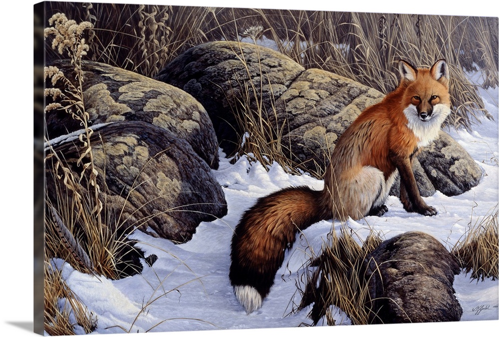 Red fox sitting in the snow by some rocks.