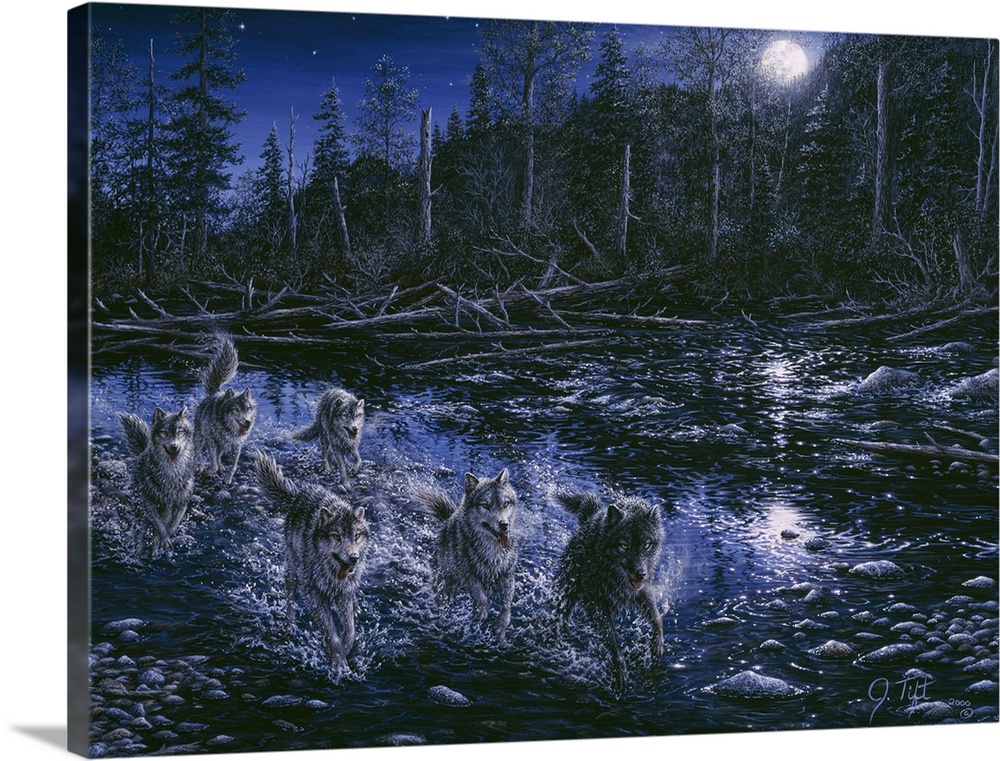wolf pack running down a stream
