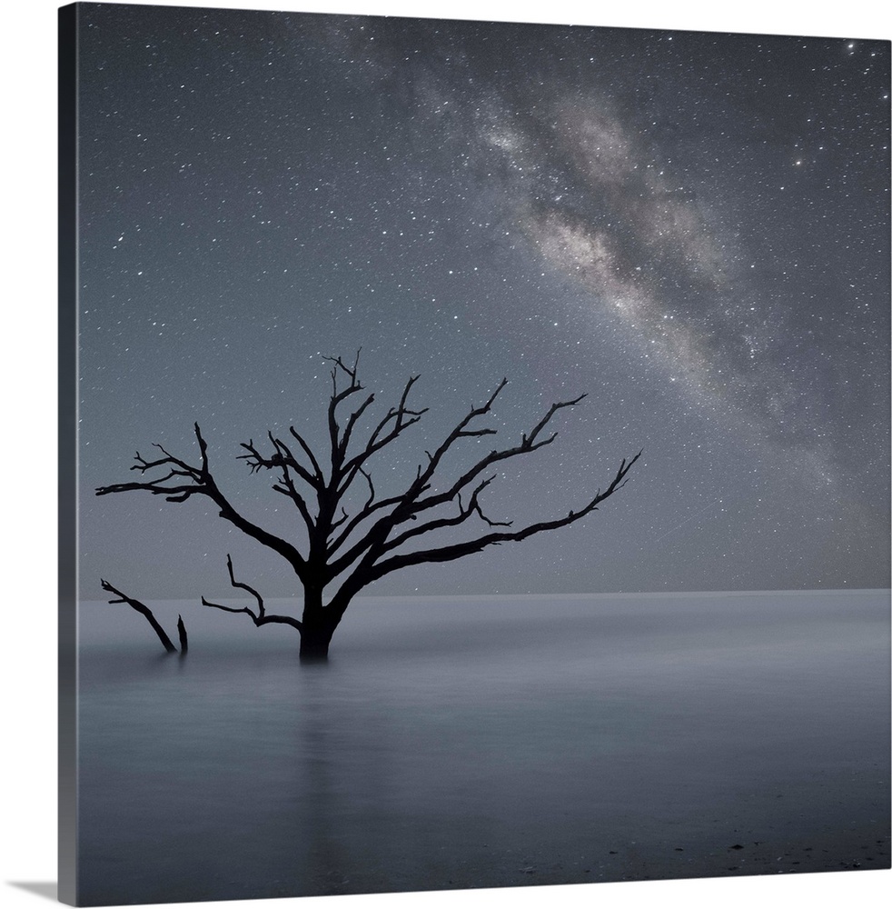 An artistic photograph of a lone dead tree standing in shallow water under starry night sky.