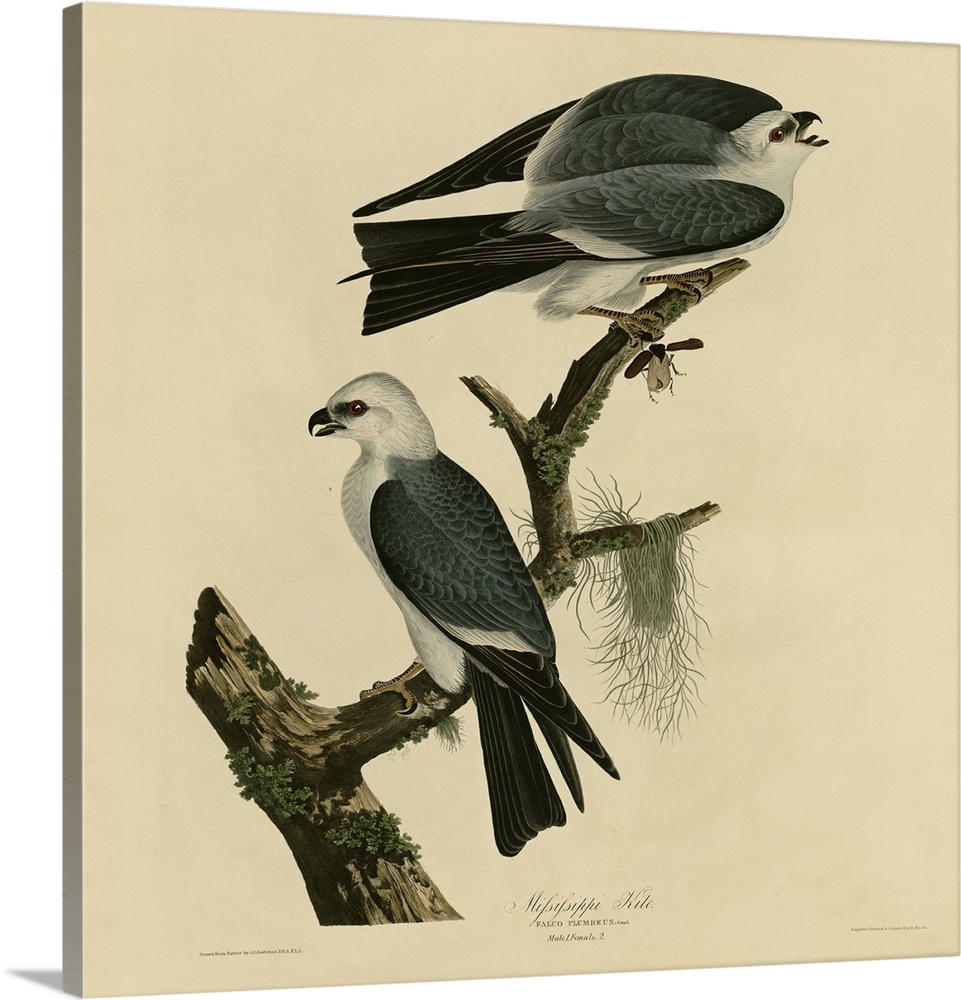 Audubon Birds, Mississippi Kite