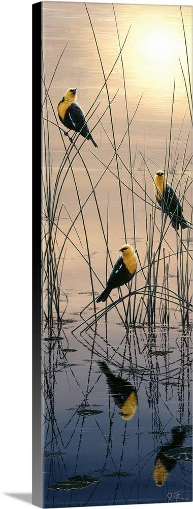 yellow headed blackbirds sitting in marsh at sunrise