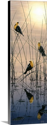 Morning Call - Yellow Headed Blackbirds