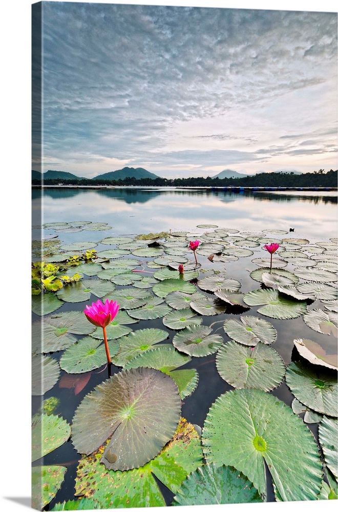 Lilly pads in a pond, mountains in the background, color photograph