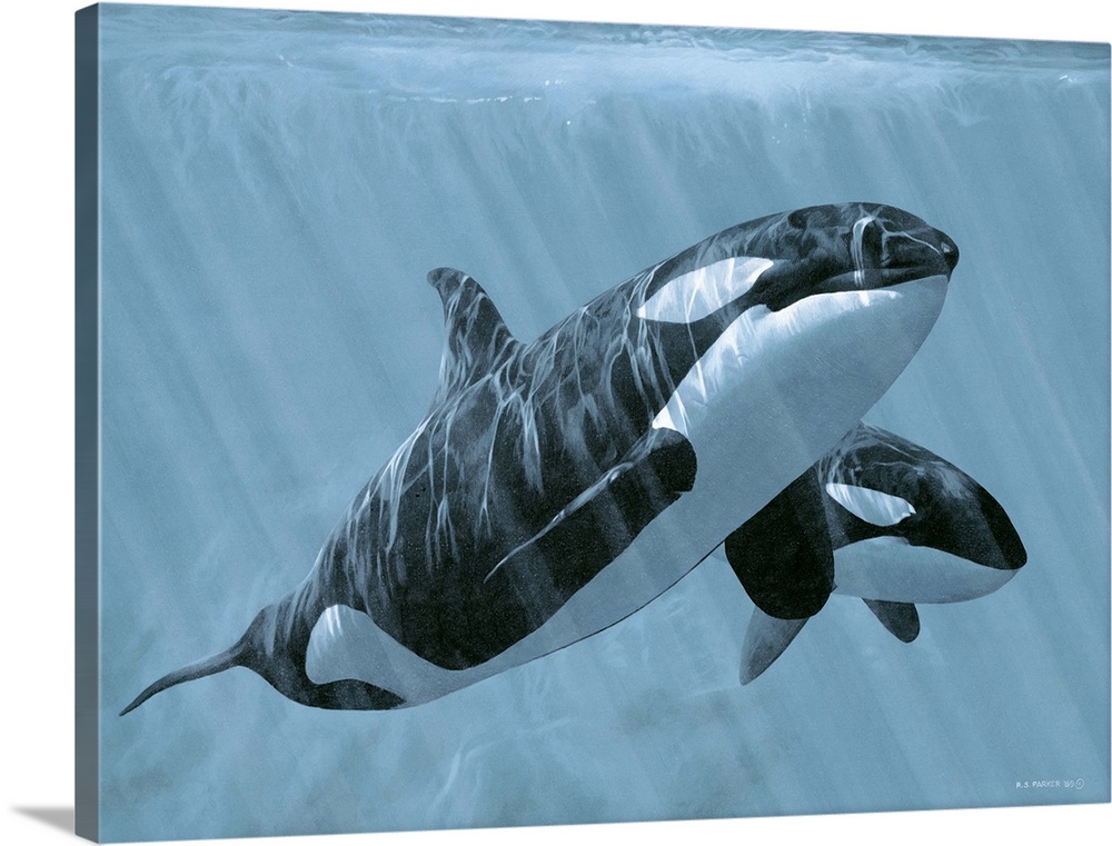 Two orcas glide underwater.