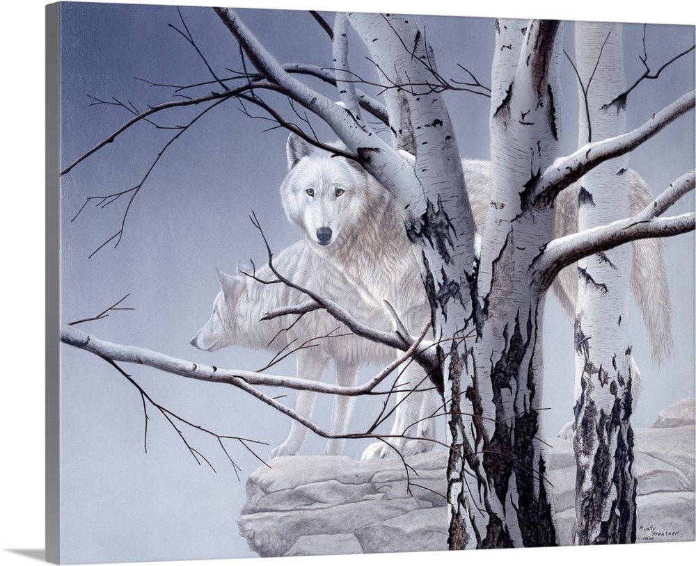 Two white wolves standing on a ledge behind birch trees in heavy fog.