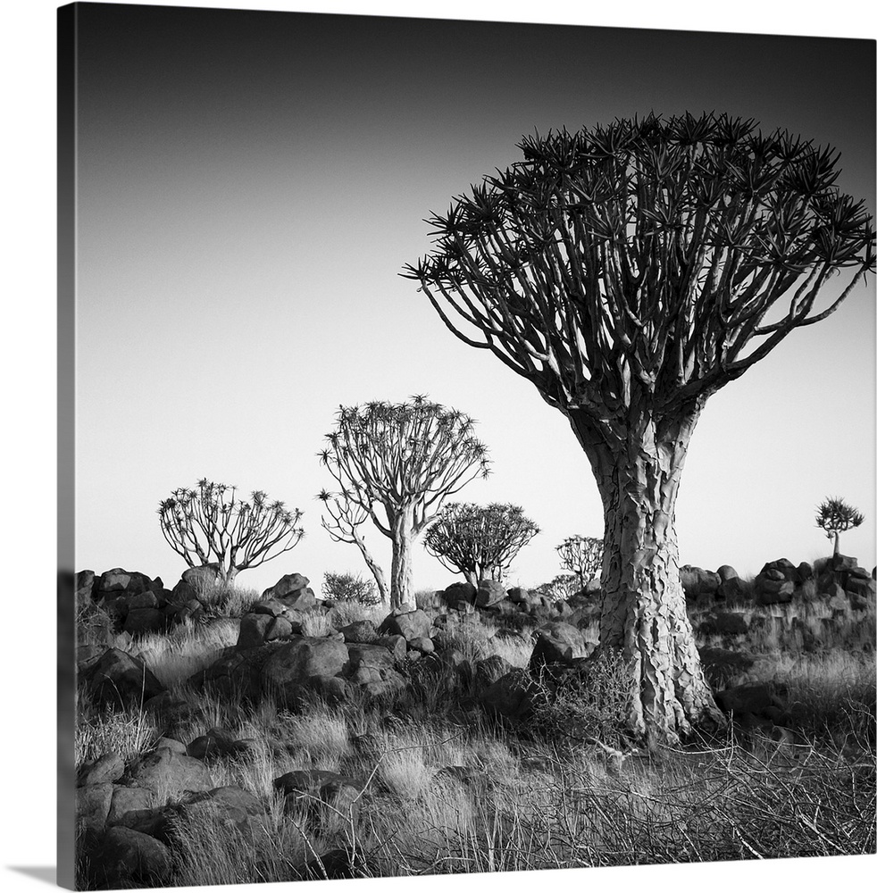 Namibia Quiver Trees, black and white photography