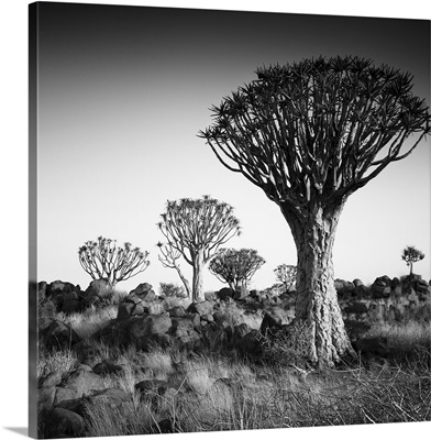 Namibia Quiver Trees