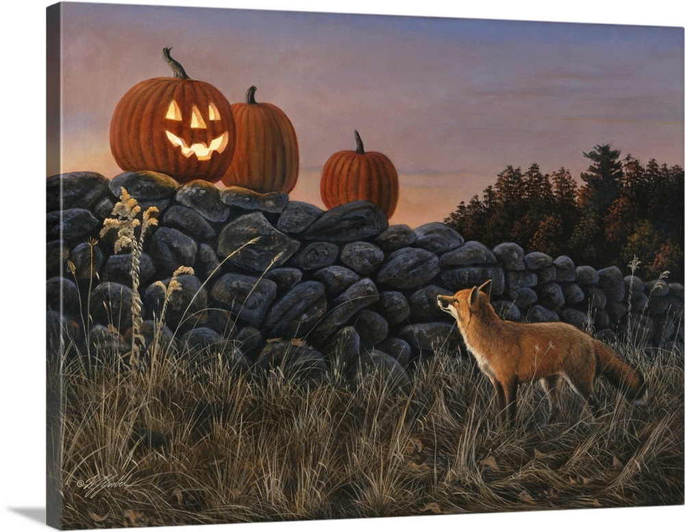 Three pumpkins on a stone wall - one is carved with a face and a candle inside - a red fox is in front of the stone wall l...