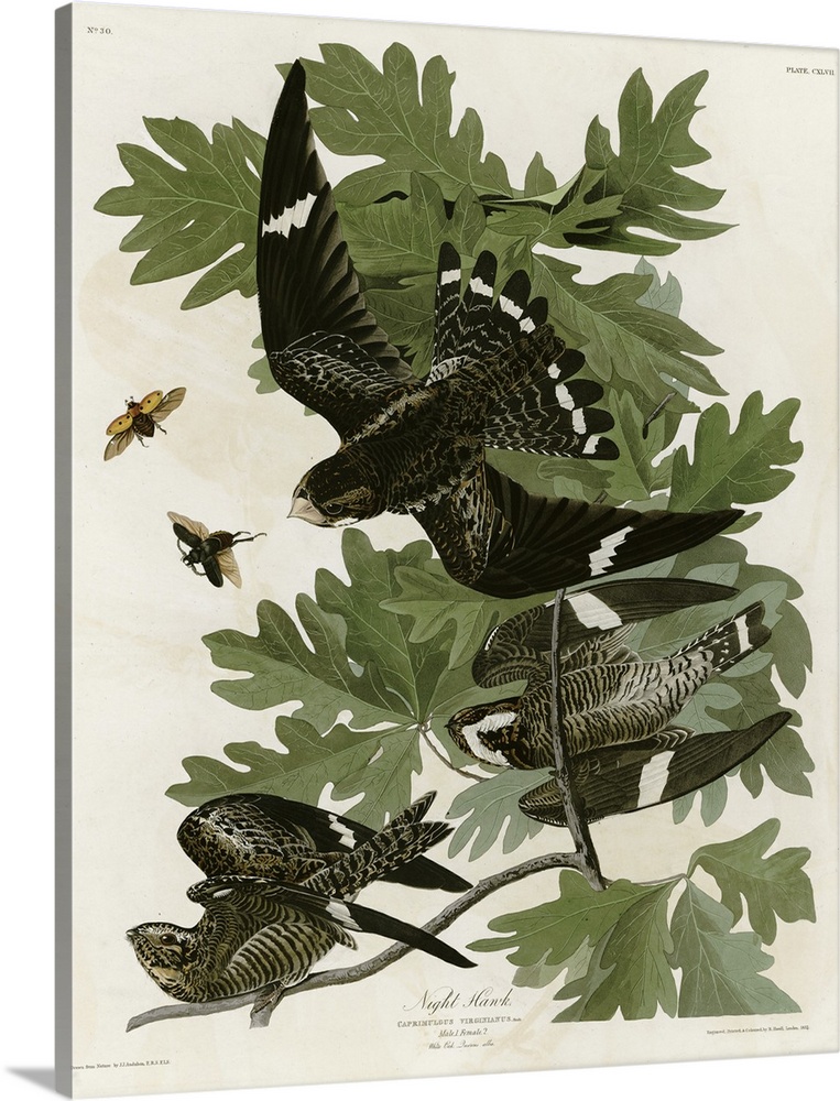 Audubon Birds, Night Hawk