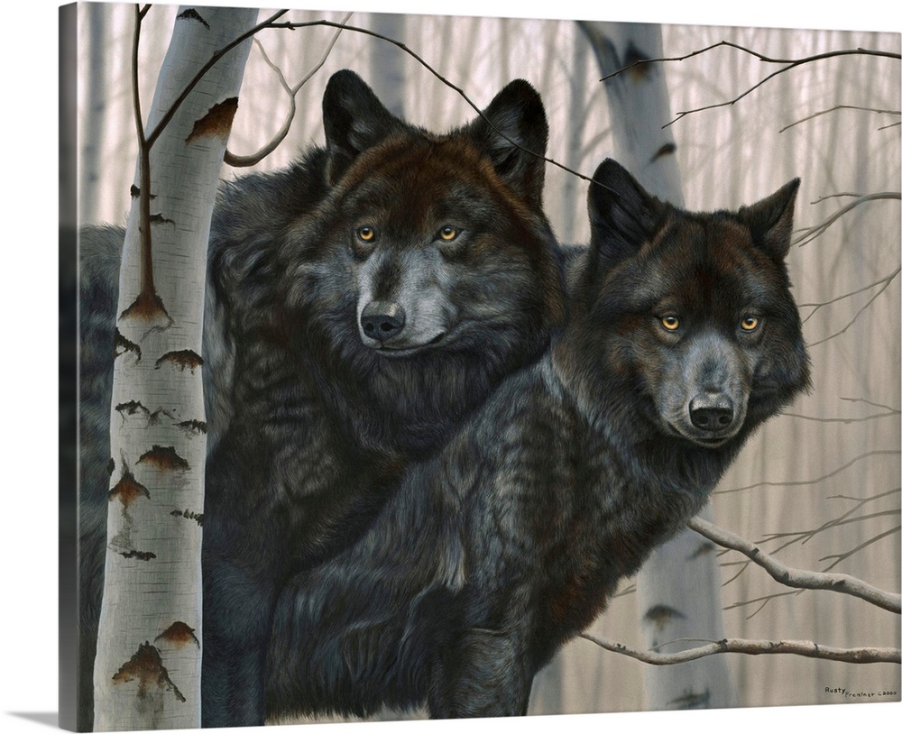 Two black wolves in birches.