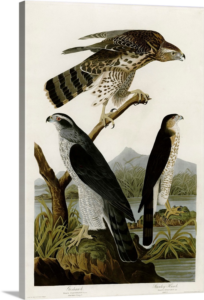 Audubon Birds, Goshawk Stanley Hawk