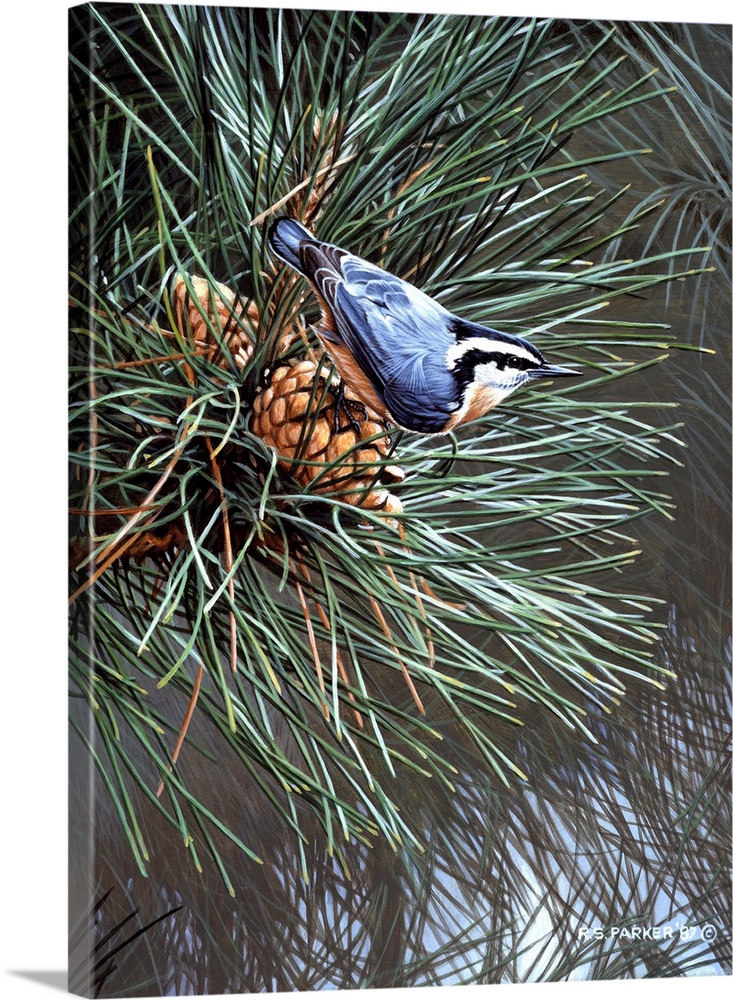 A nuthatch on a pine cone in an evergreen tree.