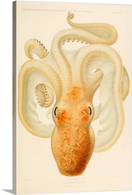 Octopus - Die Cephalopod - 1915 - Plate 76
