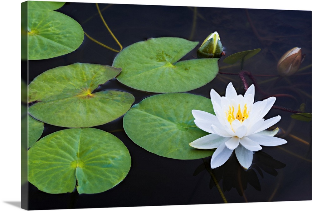 Photograph of a single white lotus flower floating with lily pads in a pond.