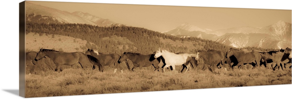 Wild white horse amongst roans