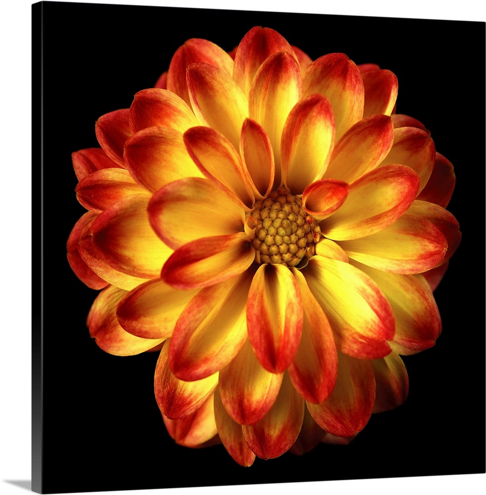 Orange Dahlia on Black 01