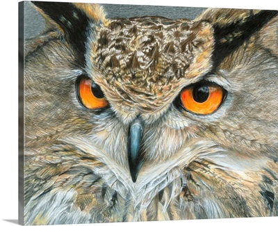 Orange-Eyed Owl