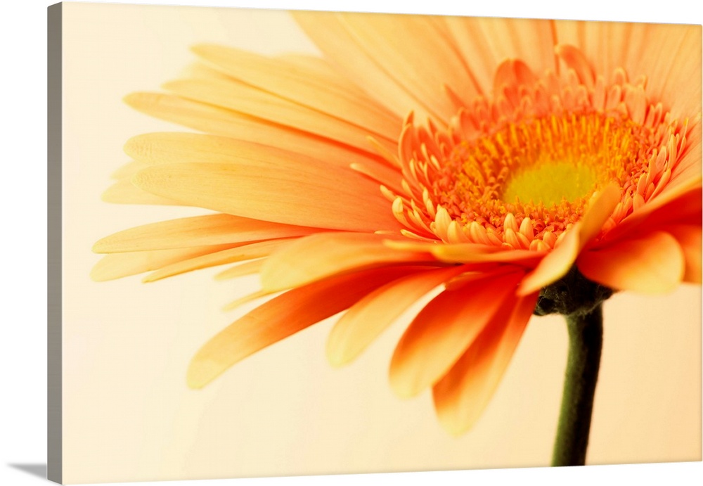 Orange Flower on Orange