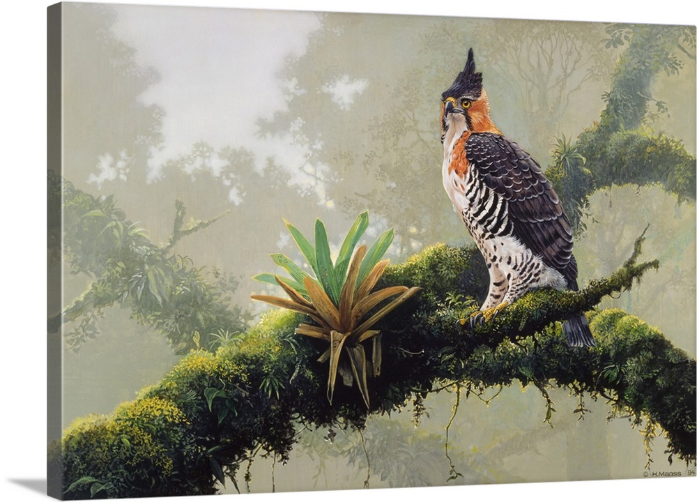 Ornate Hawk - Eagle Wall Art, Canvas Prints, Framed Prints, Wall