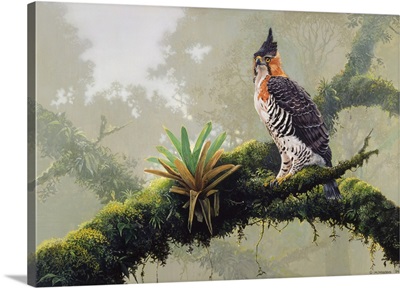 Ornate Hawk - Eagle