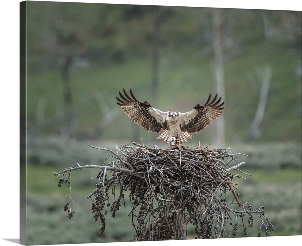 Photograph of an osprey making a landing to its nest where its chick waits eagerly for food.