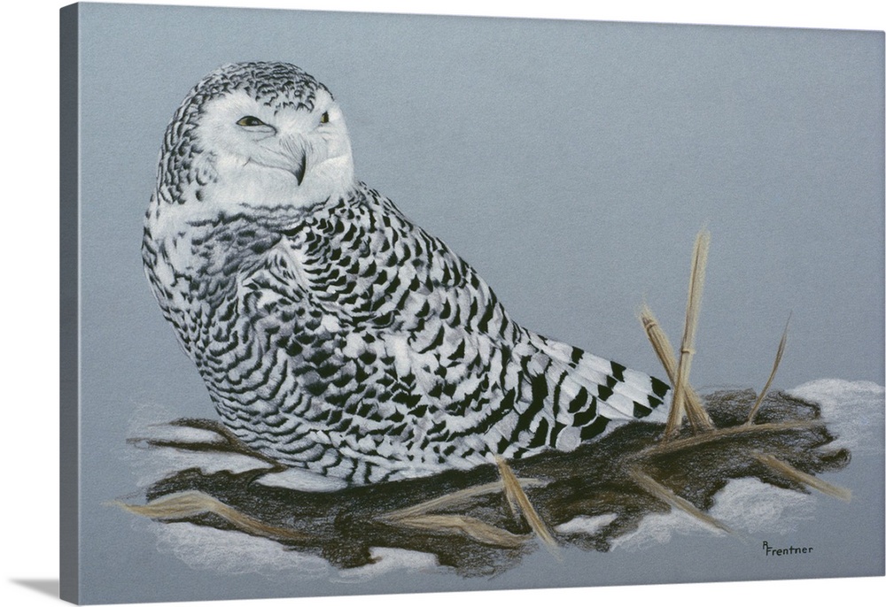 A resting snowy owl
