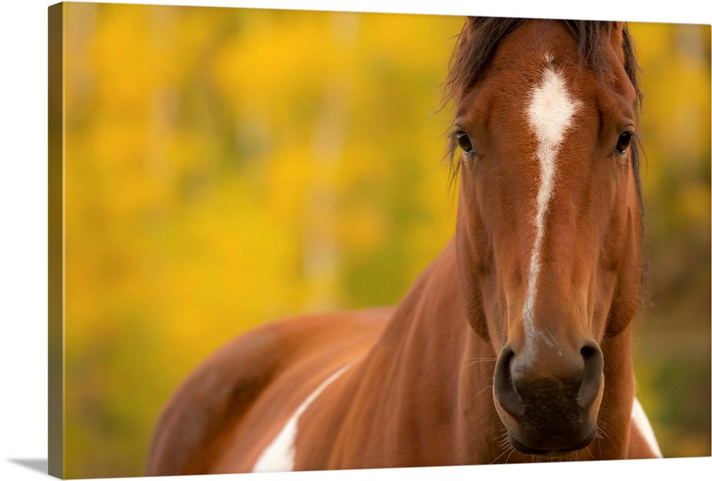 Portrait of a brown and white horse with a shallow depth of field and a yellow and green background.